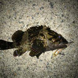 満月メバリング