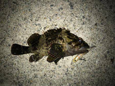 満月メバリング