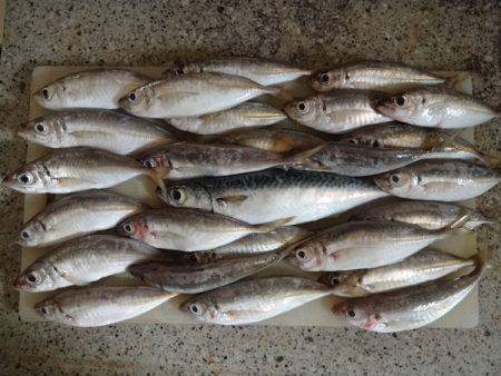 岩屋一文字に釣行