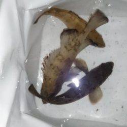 初  泉南メバリング