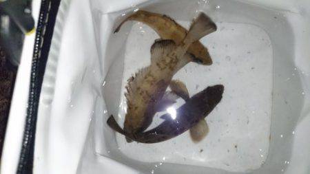 初  泉南メバリング