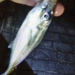 アジングチャレンジ!!