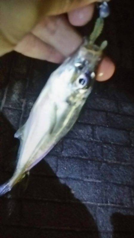 アジングチャレンジ!!