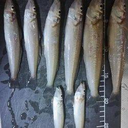 夕間づめのみの釣行