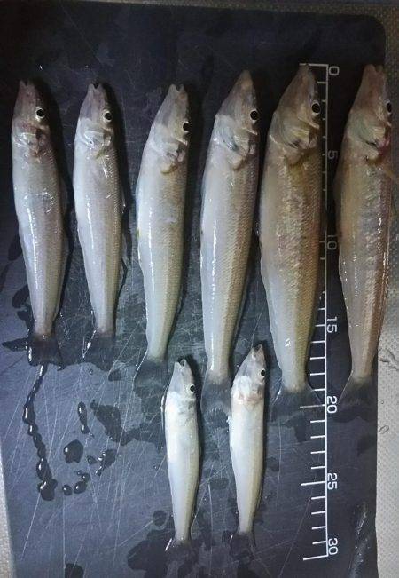 夕間づめのみの釣行