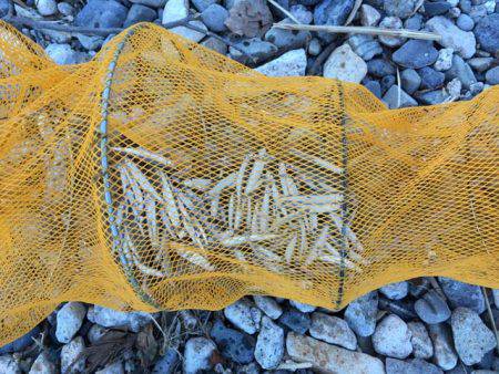 湖西のホンモロコ＆コアユ釣り