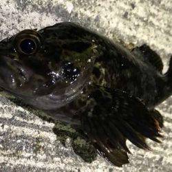 十目達成のファミリーフィッシング