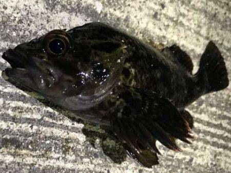 十目達成のファミリーフィッシング