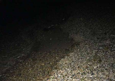 サーフメバリング