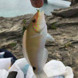 フカセでダツ他色とりどり！