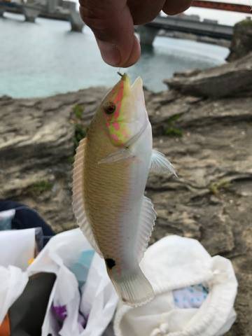 フカセでダツ他色とりどり！