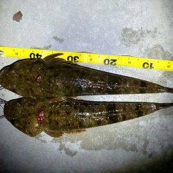 お魚のブルブル感