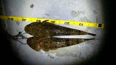 お魚のブルブル感