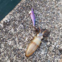 夢のキロUP捕獲作戦‼