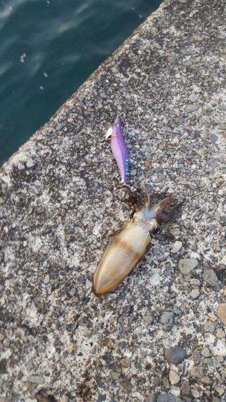 夢のキロUP捕獲作戦‼