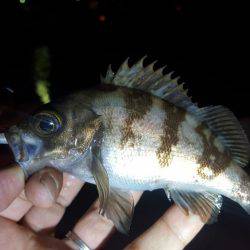 メバリング～！！