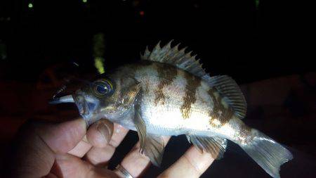 メバリング～！！