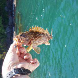 マイボートエギング