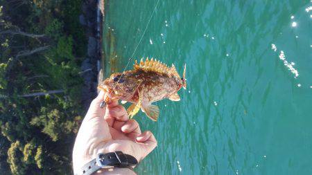 マイボートエギング