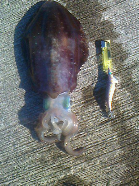 岬町で春アオリ2.67kg