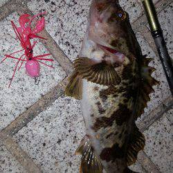 ロックロックこんばんわ‼