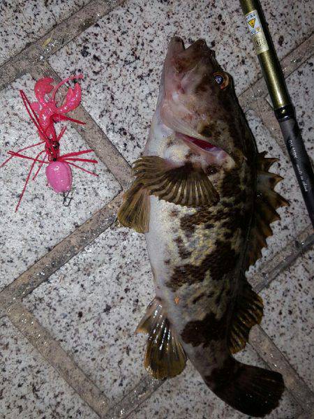 ロックロックこんばんわ‼