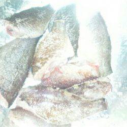 初メバル。カサゴ。