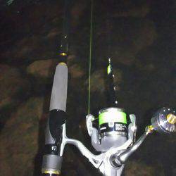 今夜もシーバス