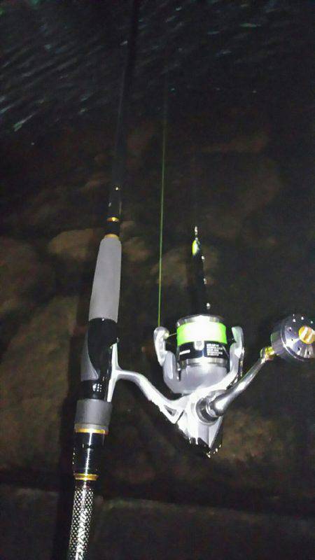 今夜もシーバス