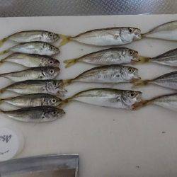 無限に豆アジ、小サバ、イワシ、たまにメバル