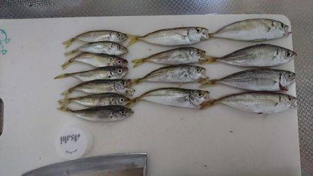 無限に豆アジ、小サバ、イワシ、たまにメバル