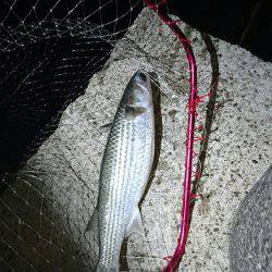 超ライトターゲット