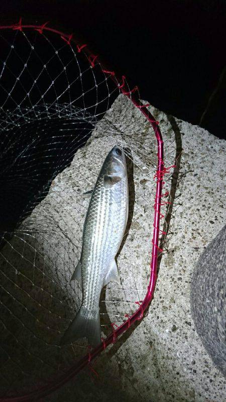 超ライトターゲット