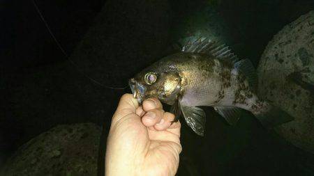 淡路メバリング