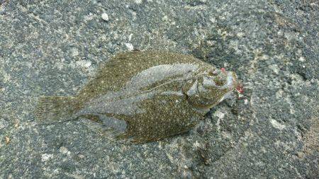 磯ノ浦でチョイ投げ。