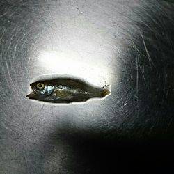 ガシラ＆メバル狙い