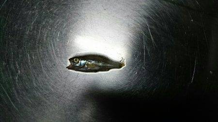 ガシラ＆メバル狙い