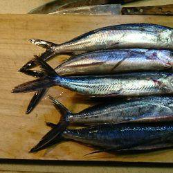 エギングのはすが、トビウオ(^^)