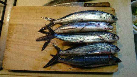 エギングのはすが、トビウオ(^^)