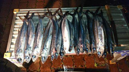 イカよりトビウオに夢中(^^)