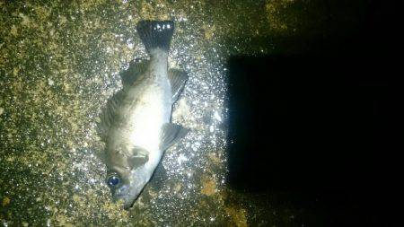 雨の日は釣れる？