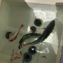 マイボートジギング&餌釣り釣行