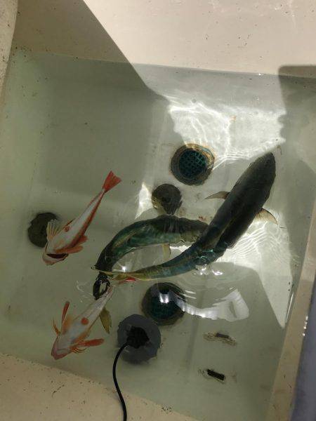 マイボートジギング&餌釣り釣行