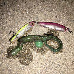 舞洲バチシー調査