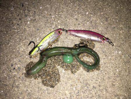 舞洲バチシー調査