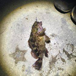 メバルの活性上がってきた。