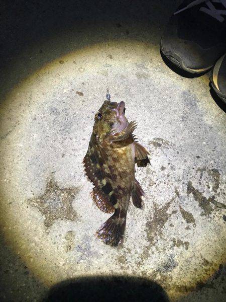 メバルの活性上がってきた。