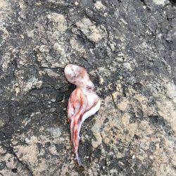 ショアガシリング