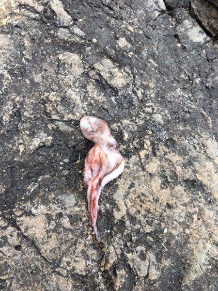 ショアガシリング