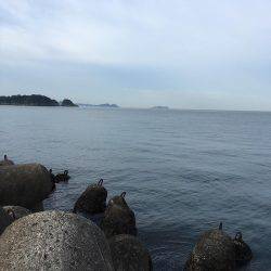 青物不発    タチ1